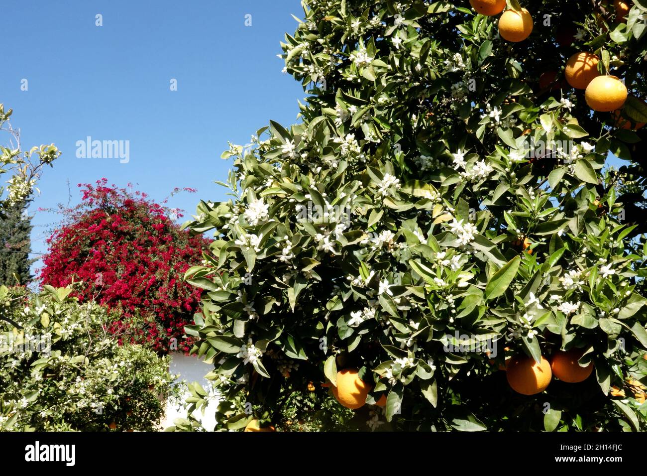 Fleurs et fruits méditerranéens européens d'agrumes région de Valence Espagne Banque D'Images