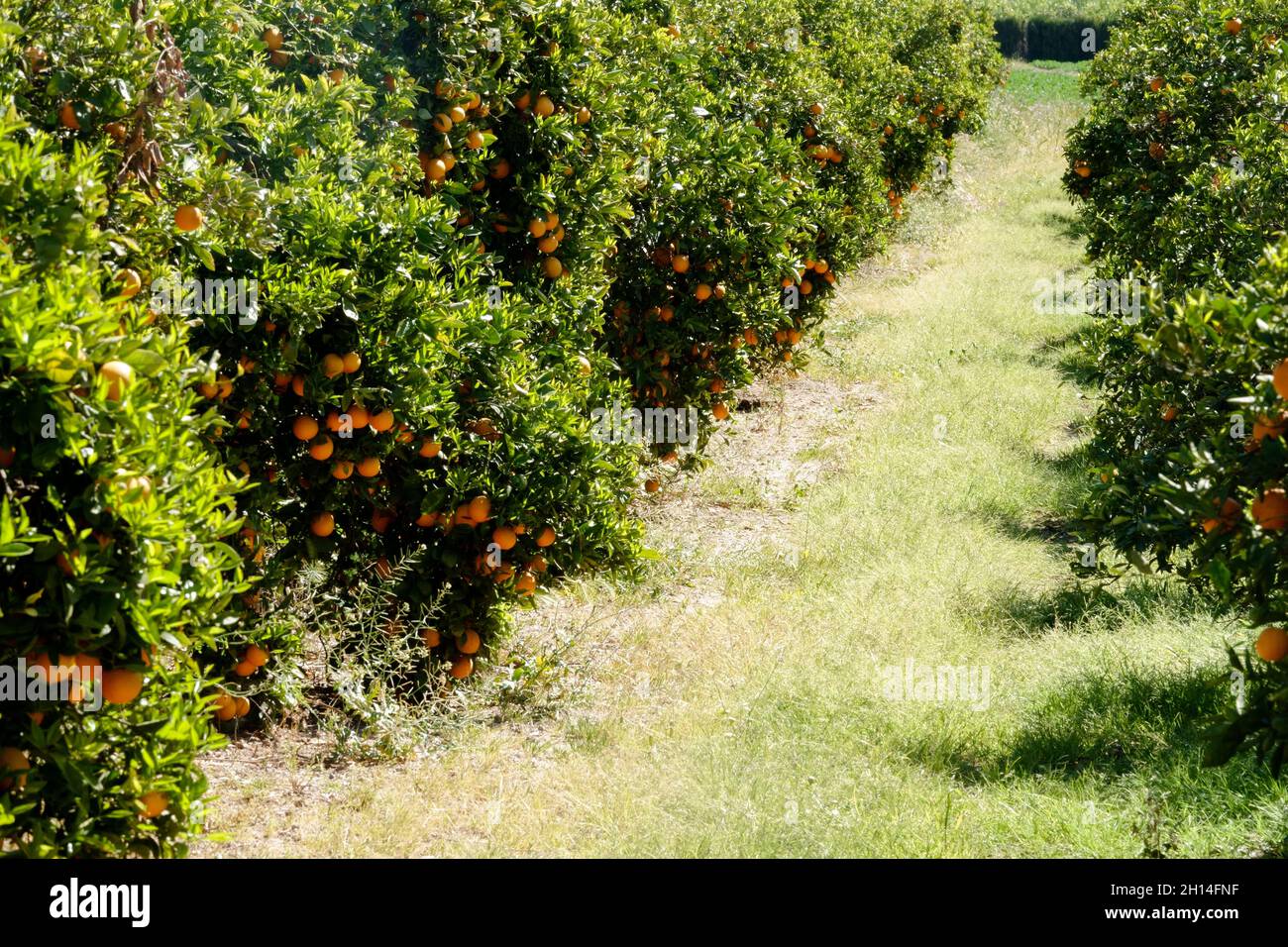 Verger orange Comunidad Valenciana Orange Trees Espagne Banque D'Images