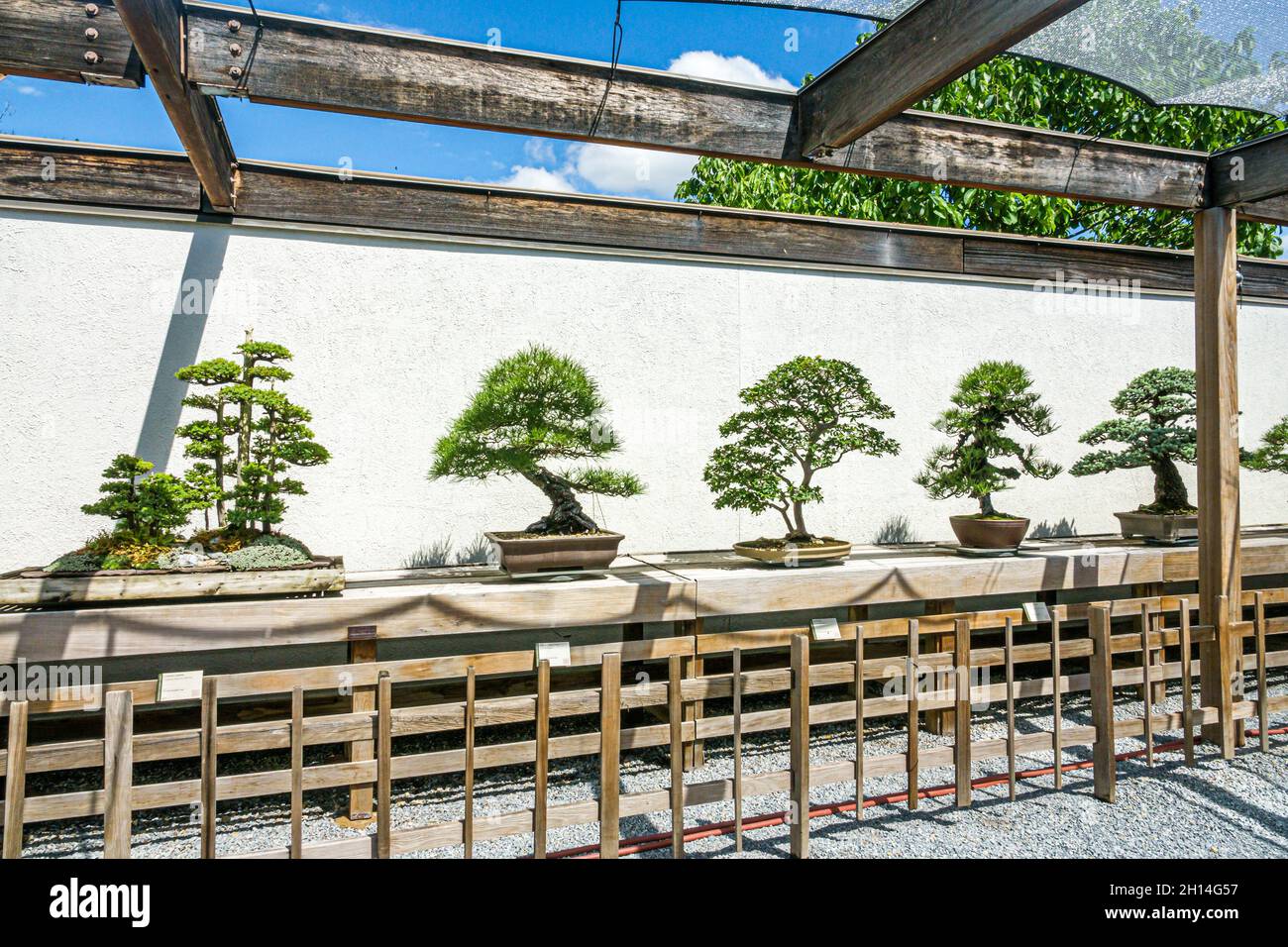 Washington DC, Arboretum national des États-Unis, jardin botanique Bonsai & Penjing Museum exposition d'arbres miniatures Banque D'Images