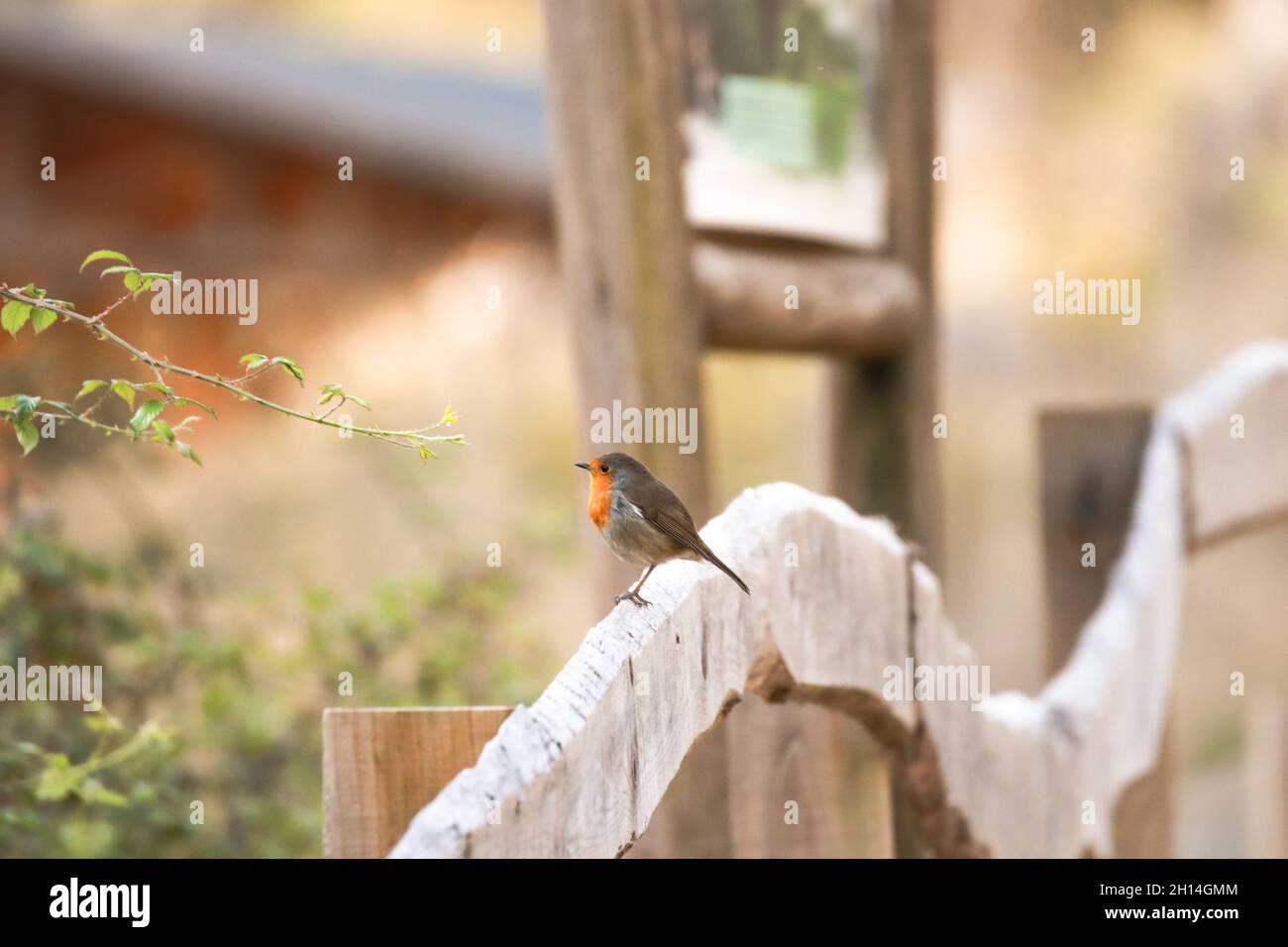 Robin Redbreast sur une clôture en bois.Robin européen Banque D'Images