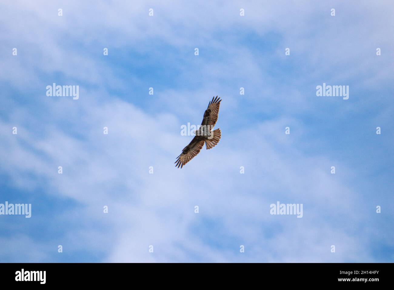 Un Buzzard commun ou eurasien (Buteo buteo) en vol contre un ciel bleu clair Banque D'Images