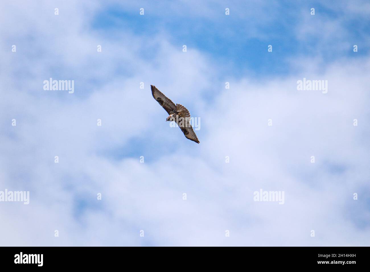 Un Buzzard commun ou eurasien (Buteo buteo) en vol contre un ciel bleu clair Banque D'Images
