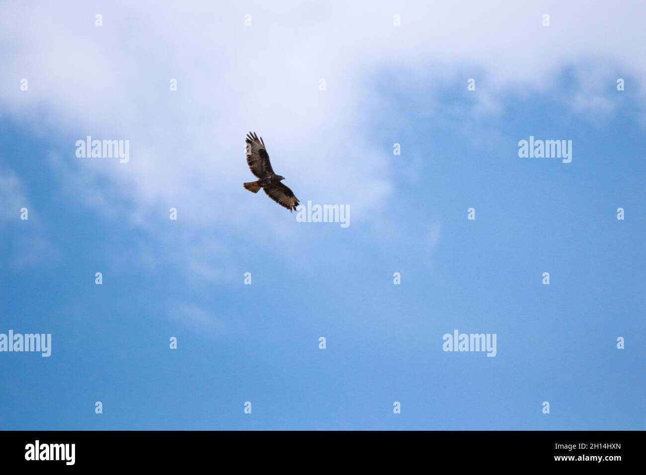 Un Buzzard commun ou eurasien (Buteo buteo) en vol contre un ciel bleu clair Banque D'Images
