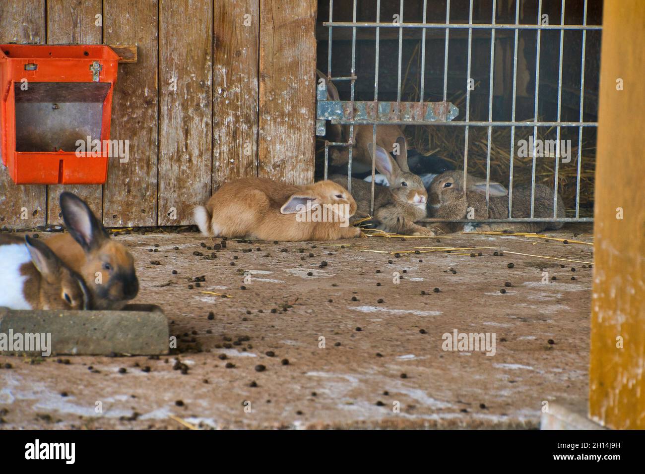 Grands lapins sur le terrain dans le zoo Banque D'Images