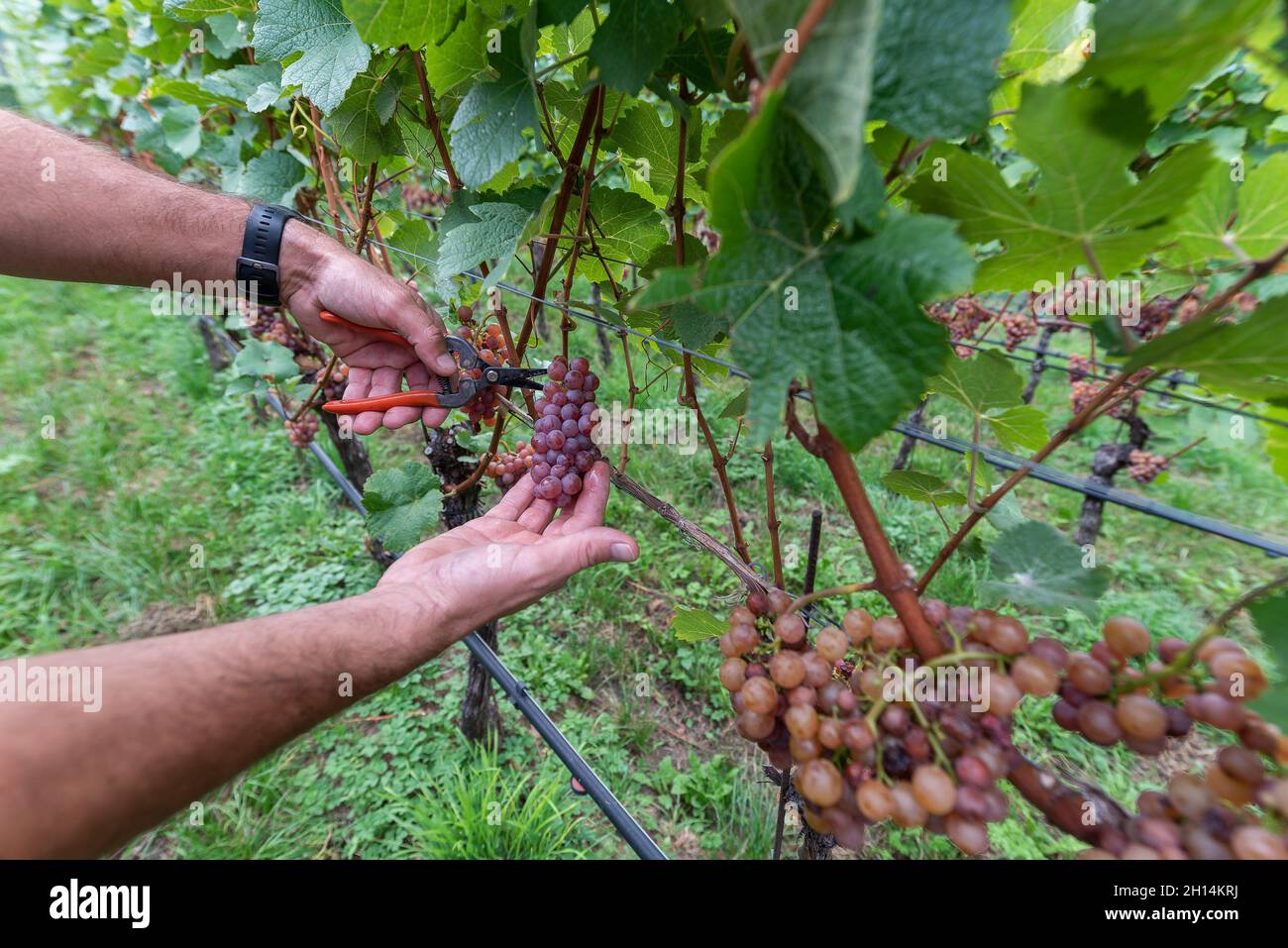 Viticulture à Glen-Mazzon, Tyrol du Sud, Italie Banque D'Images