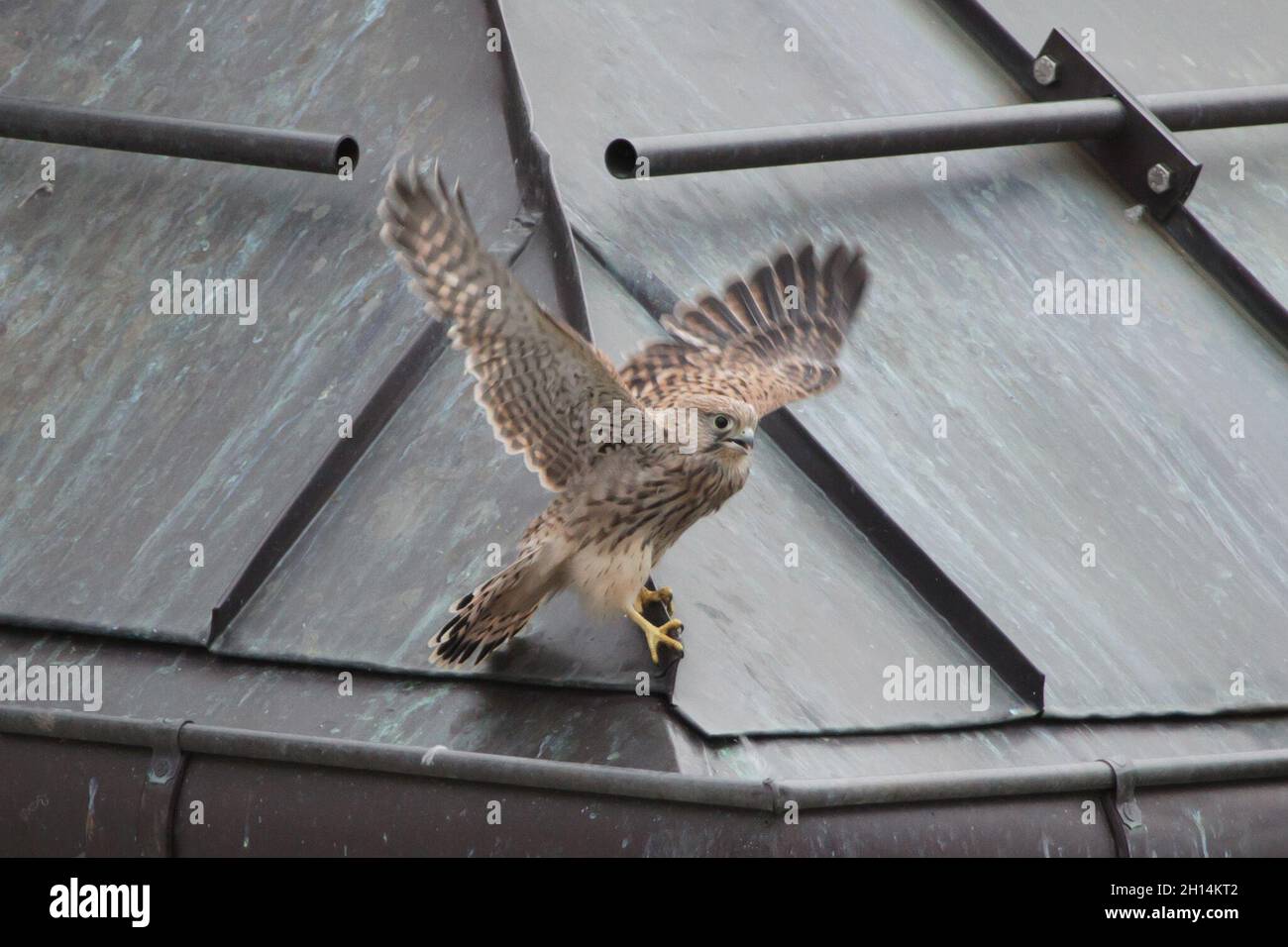 Jeune kestrel commun (Falco tinnunculus) photographié alors qu'il apprend à voler à côté du nid sur le toit à Prague, en République tchèque.Le kestrel est photographié le jour où il vole pour la première fois. Banque D'Images