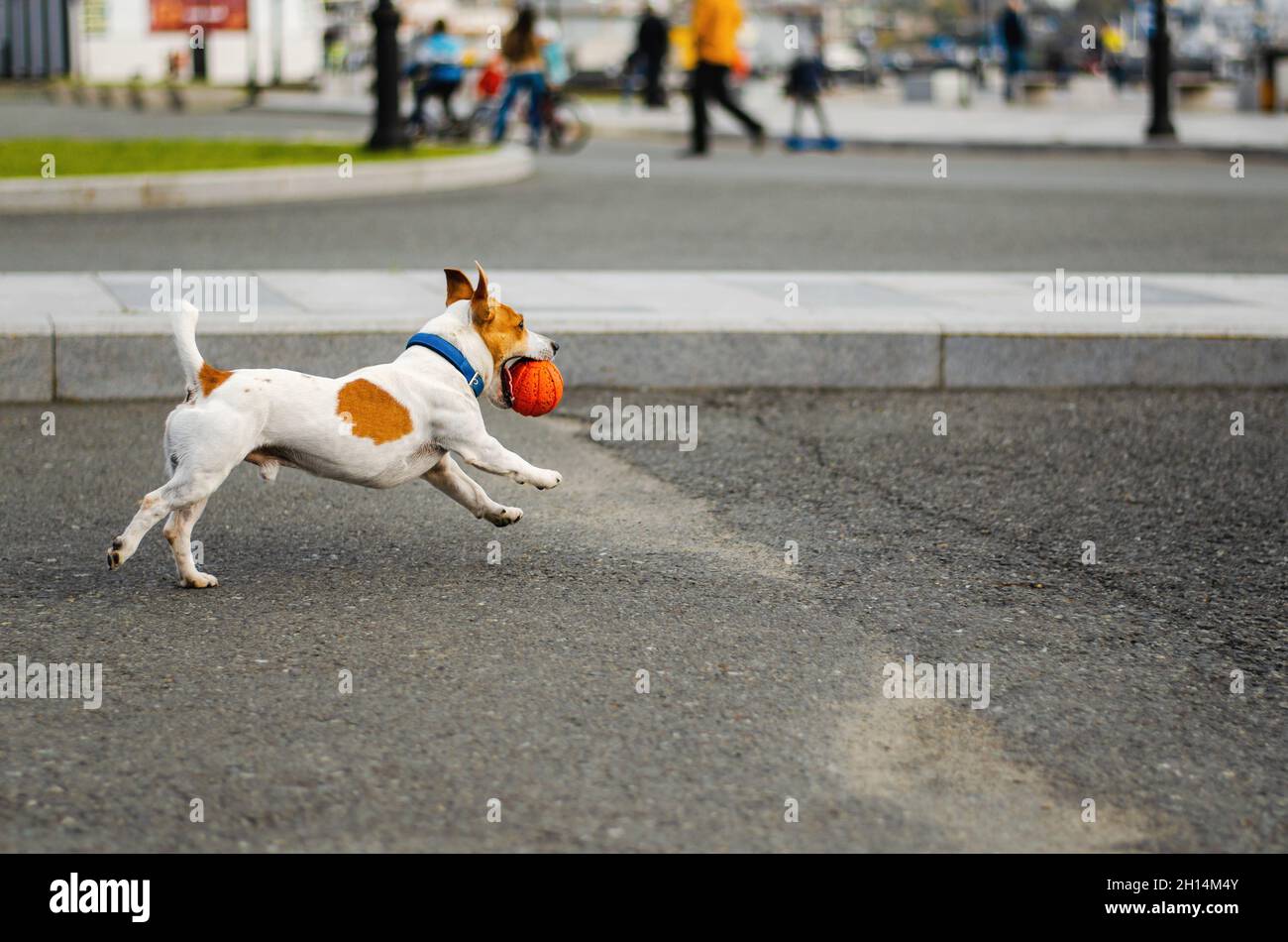 Le joli chien Jack Russell Terrier s'entête avec un jouet orange dans la rue.Chiot drôle jouant avec le ballon à l'extérieur.Animaux de compagnie heureux. Banque D'Images