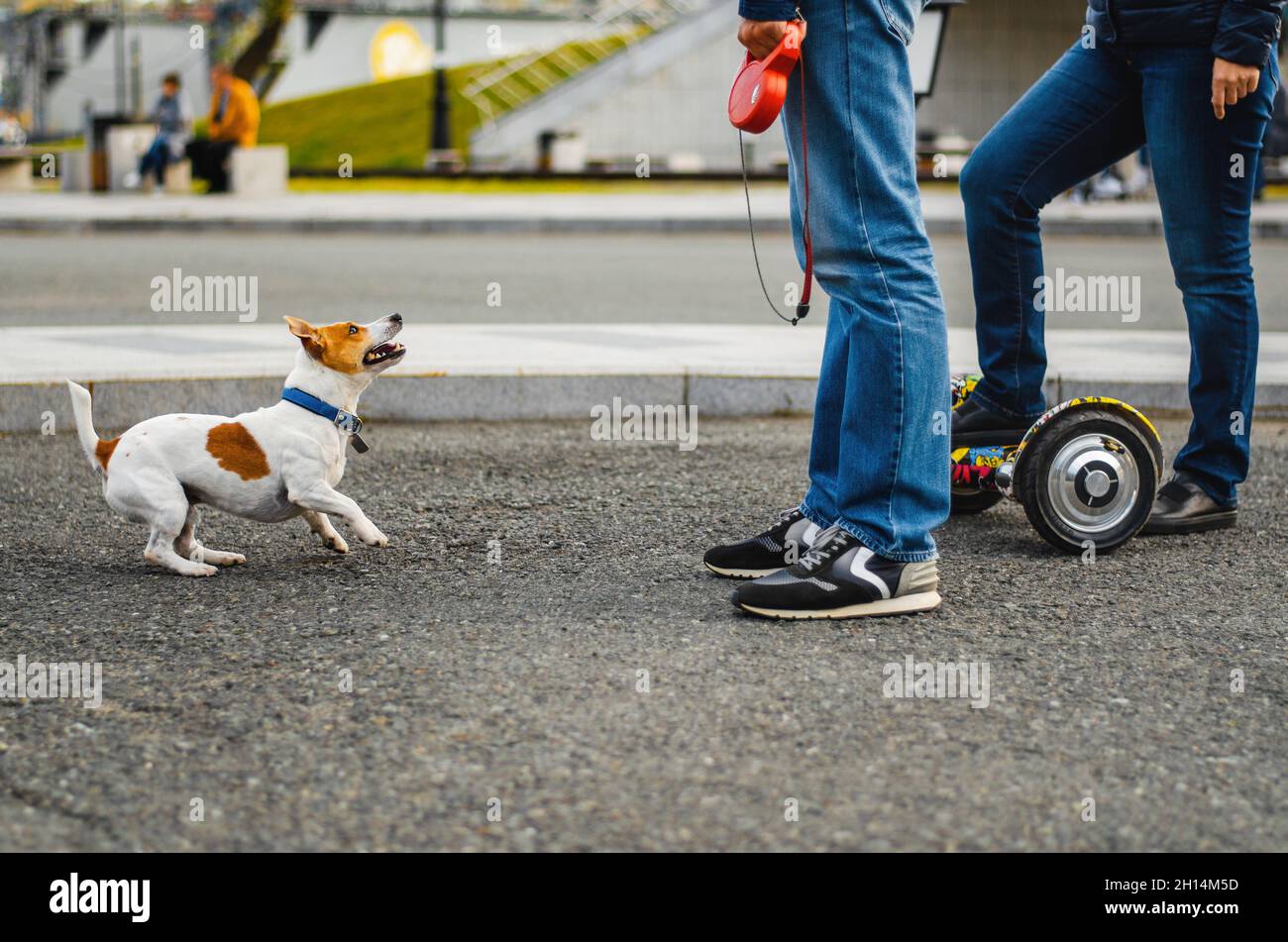 Chien drôle Jack Russell Terrier jouant avec les gens dans la rue.Mignon chiot marchant à l'extérieur.Adorable animal de compagnie heureux. Banque D'Images