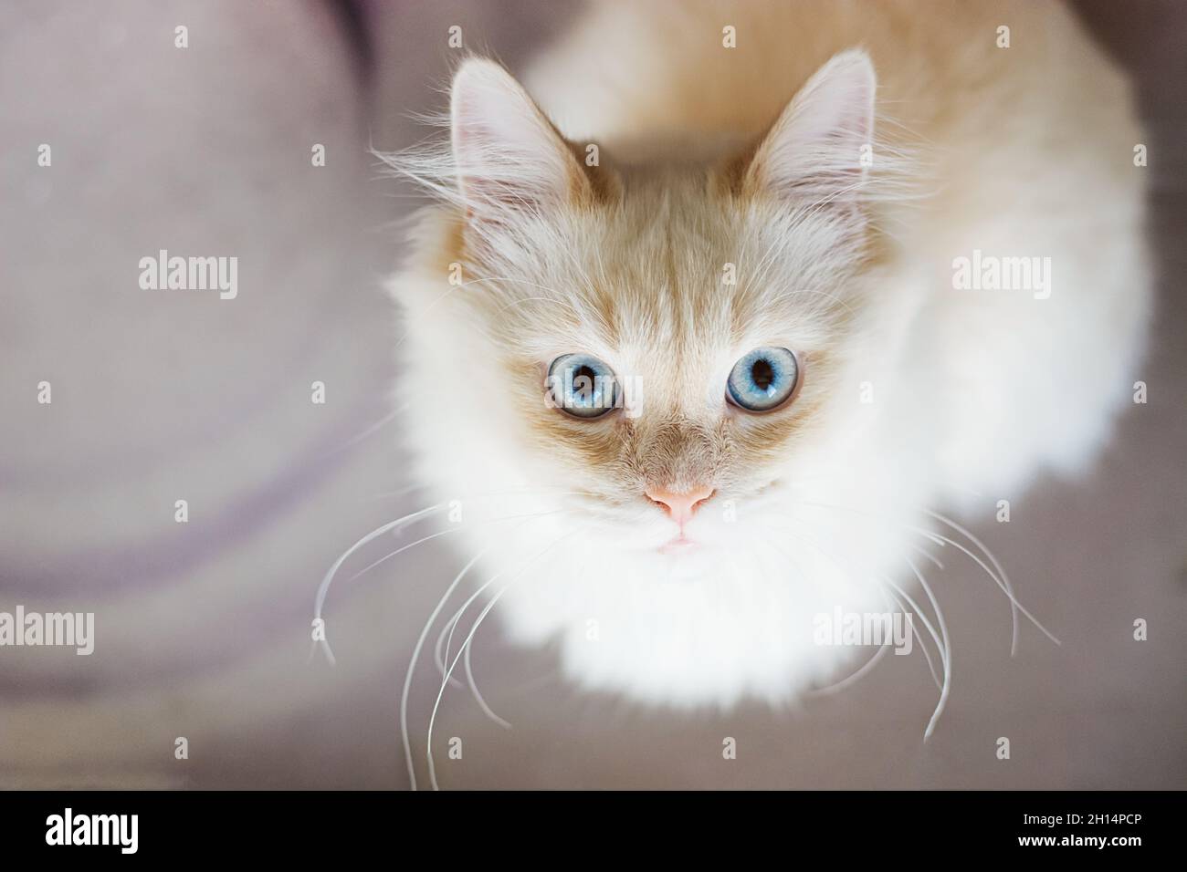 Un chat blanc en position accroupie avec un grand œil surpris Banque D'Images