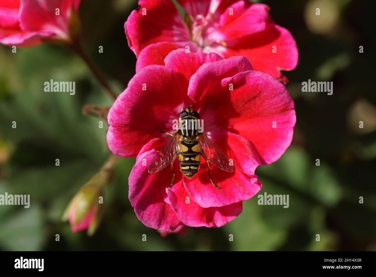 Fleurs rouges de géraniums (Pelargonium), de la famille des Geraniaceae et de l'aéroglisseur, de la mouche du soleil, de l'Hellophilus pendule, des aéroglisseurs de la famille (Syrphidae).Jardin hollandais. Banque D'Images