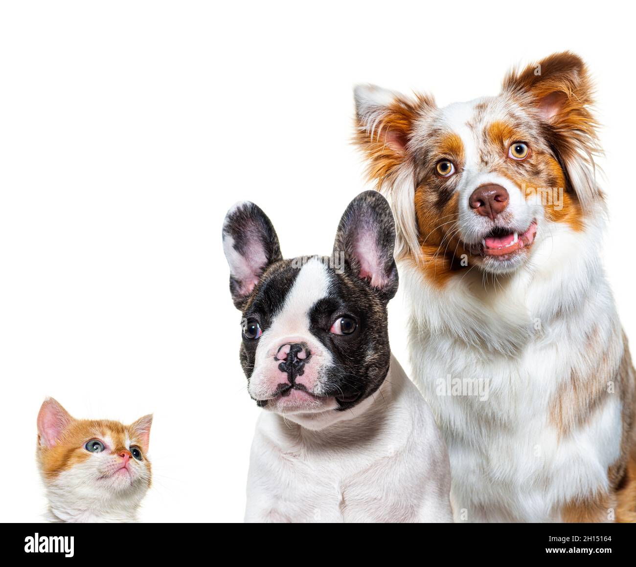 Chiot Et Chaton Ensemble En Regardant L Appareil Photo Le Chien Et Le Chat Isoles Sur Blanc Photo Stock Alamy