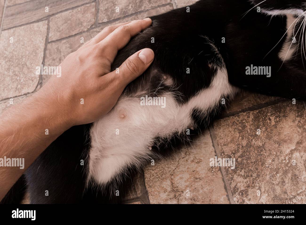 La main du gars se déplace et touche l'estomac d'un chat enceinte noir, gros plan. Banque D'Images