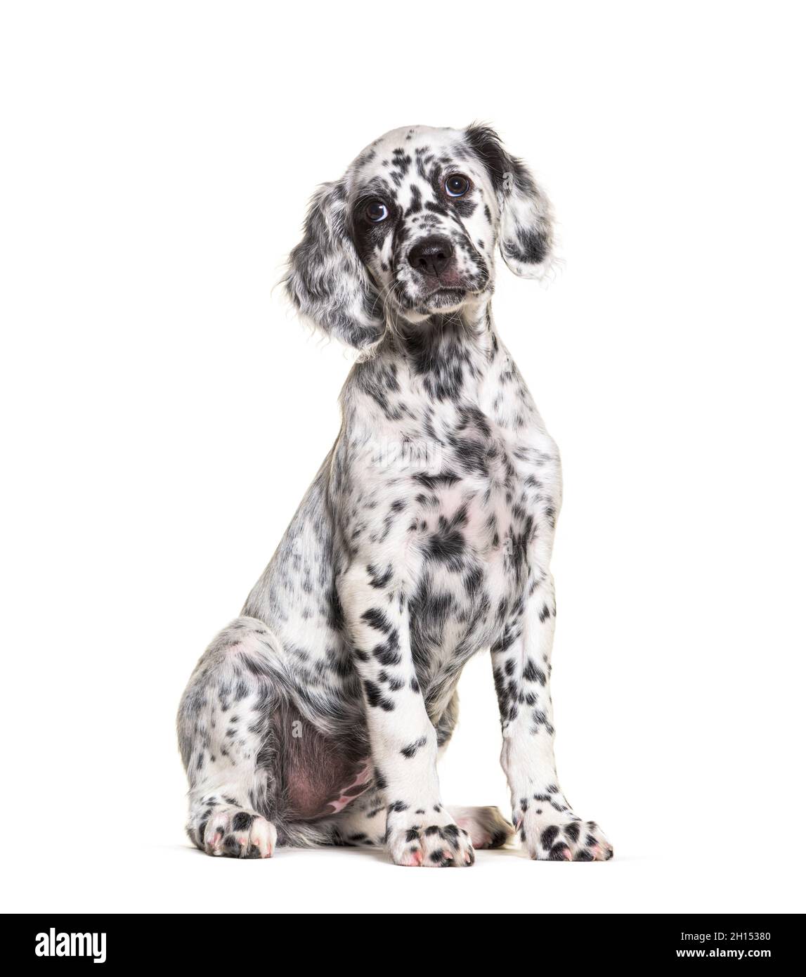 Assis Puppy compositeur anglais tacheté noir et blanc, deux mois, isolé Banque D'Images