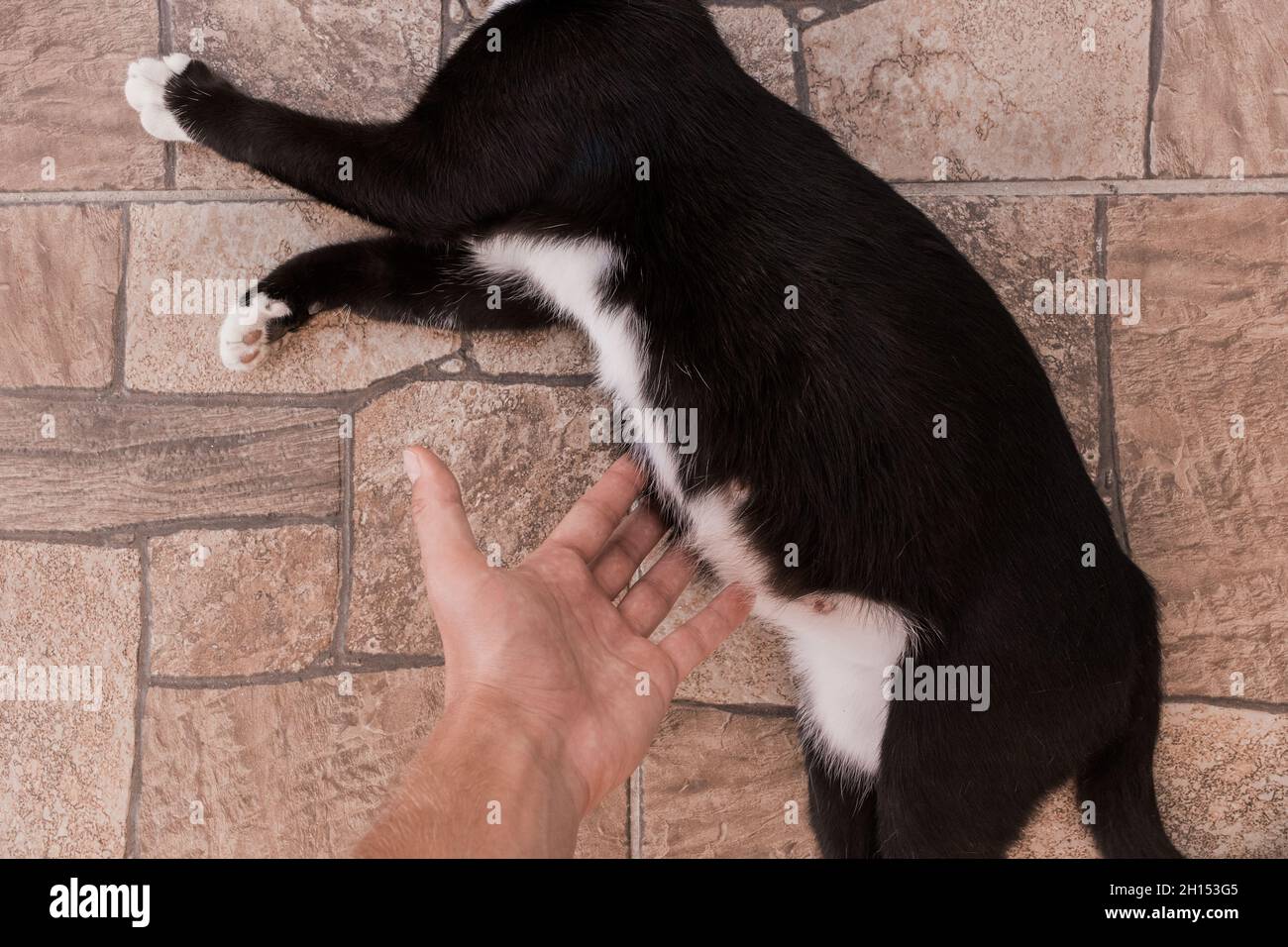 La main d'un homme touche l'estomac d'un chat enceinte noir allongé sur le sol. Banque D'Images