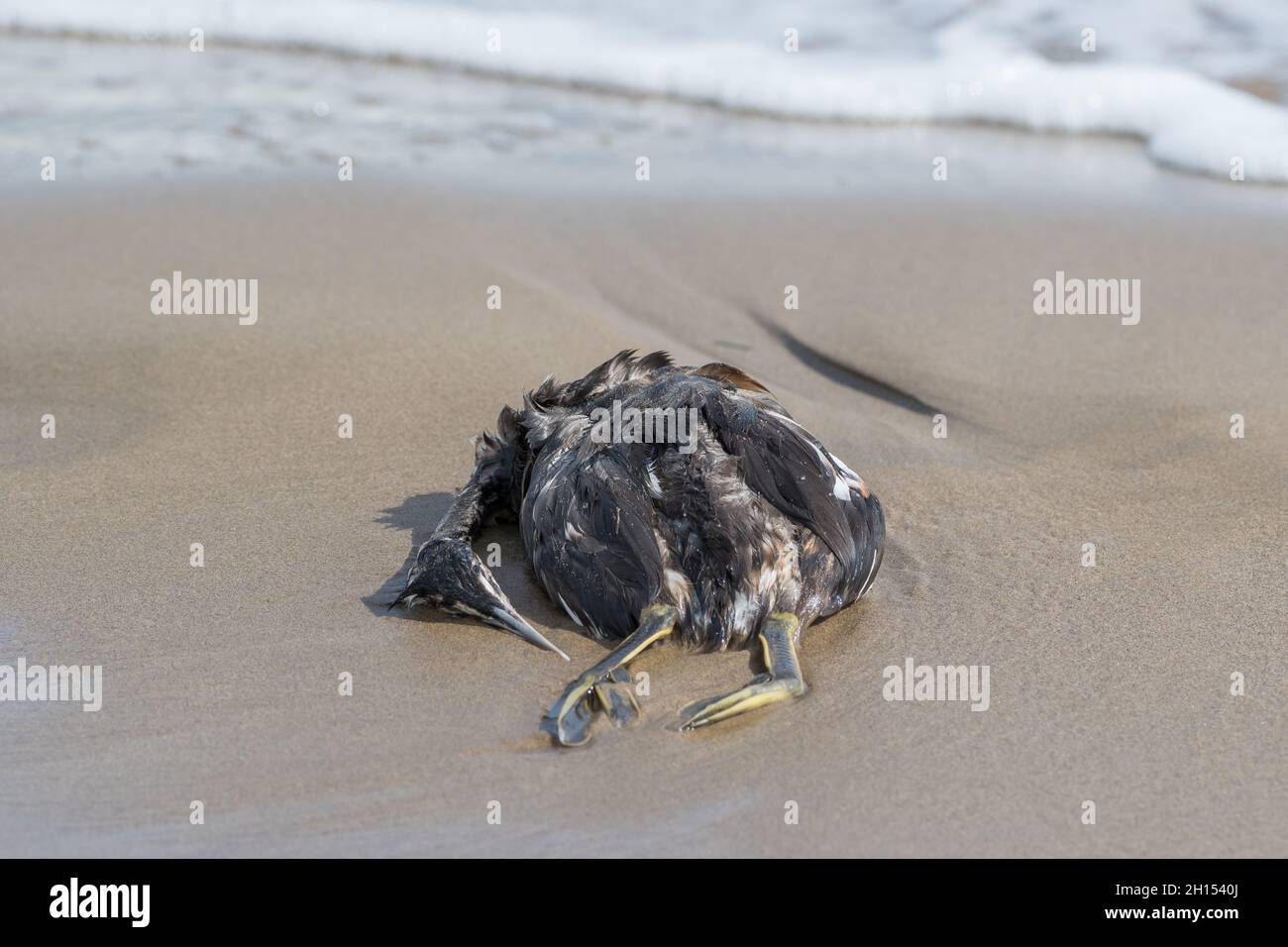 Cormorant noir mort, Phalacrocorax carbo, sur la plage, sur le delta de l'Ebre Banque D'Images