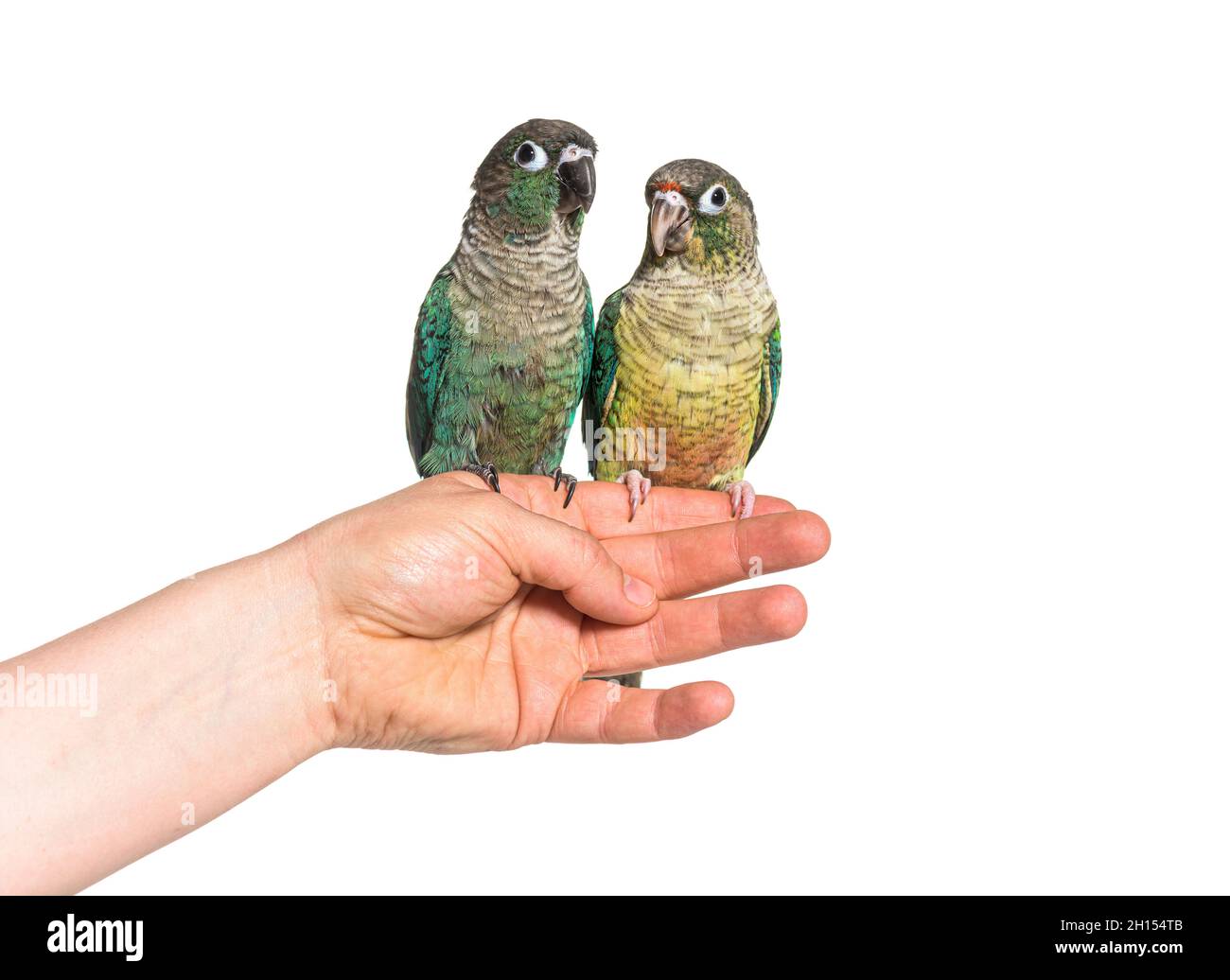 Deux oiseaux de conure verts tiennent sur une main humaine, isolés Banque D'Images