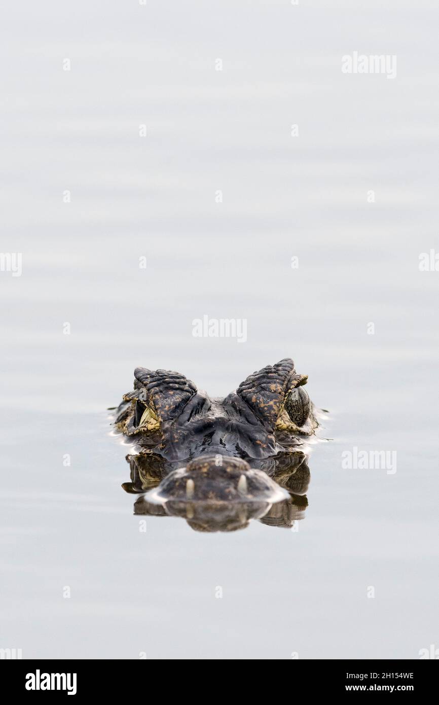 Un caiman jacare, le yacara Caiman, à la surface de l'eau.Pantanal, Mato Grosso, Brésil Banque D'Images