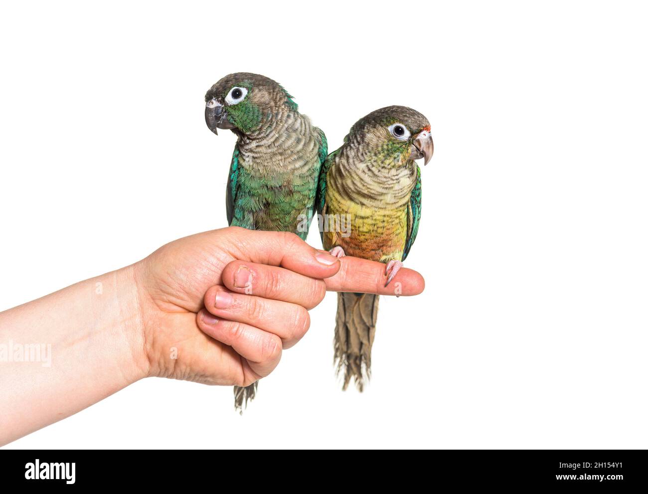 Deux oiseaux de conure verts tiennent sur une main humaine, isolés Banque D'Images