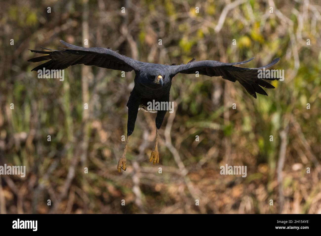 Un grand faucon noir, Buteogallus ubitinga, en vol.Rio Claro, Pantanal, Mato Grosso, Brésil Banque D'Images