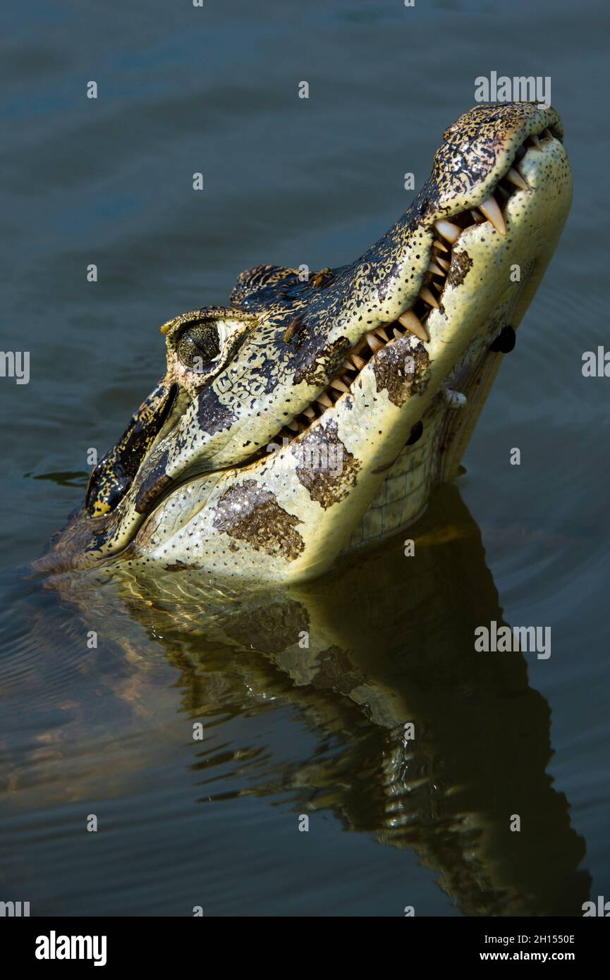 Un caïman jacare, Caiman yacare, cherche.Rio Claro, Pantanal, Mato Grosso, Brésil Banque D'Images