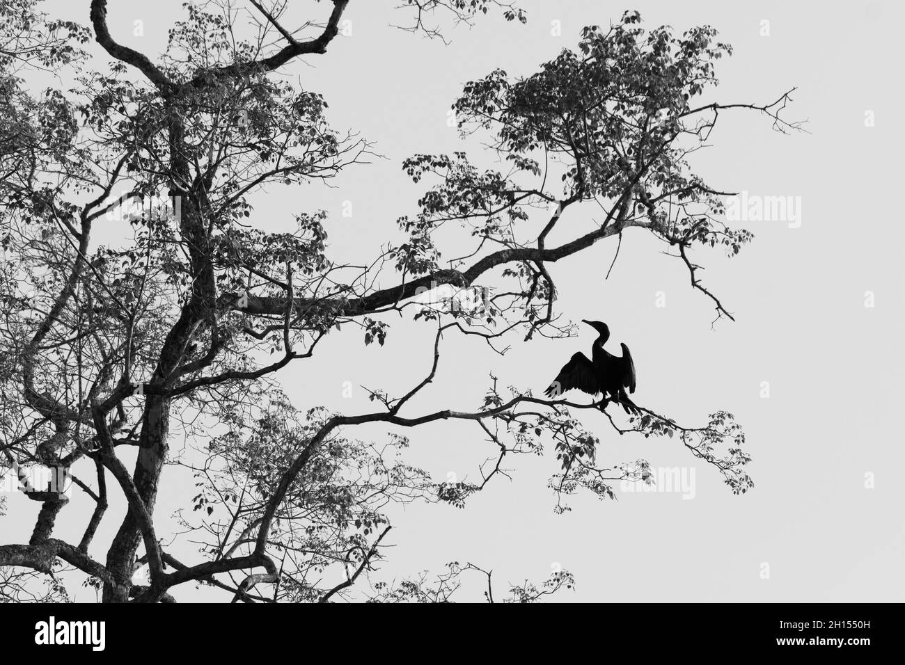 An Anhinga, Anhinga anhinga, perching sur une branche.Pantanal, Mato Grosso, Brésil Banque D'Images