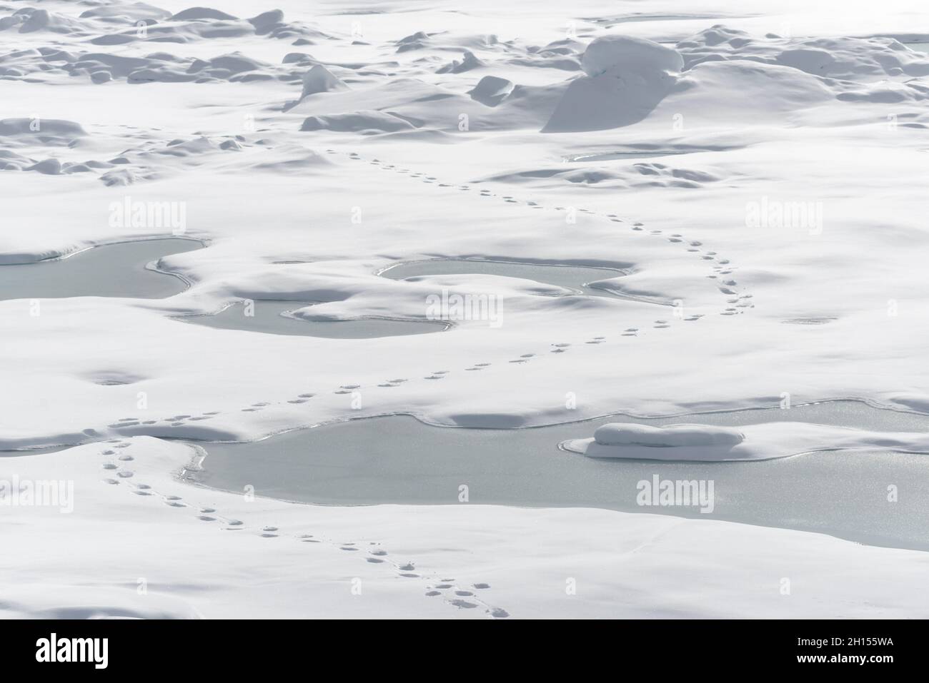 La calotte glaciaire arctique au nord de Svalbard avec les empreintes d'un ours polaire laissant des traces dans la neige.Svalbard, Norvège Banque D'Images