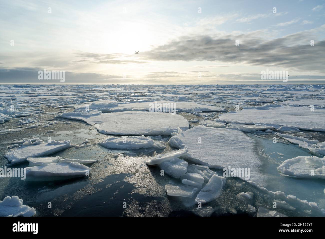 Morceaux de glace de mer arctique brisés au nord de Svalbard le soleil du soir, Svalbard, Norvège Banque D'Images