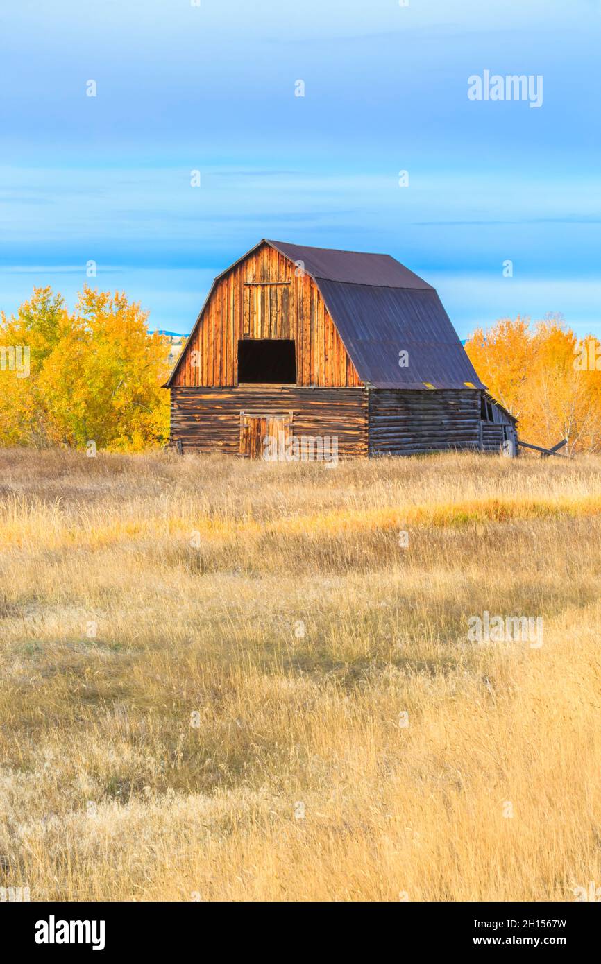 ancienne grange en automne à jens, montana Banque D'Images