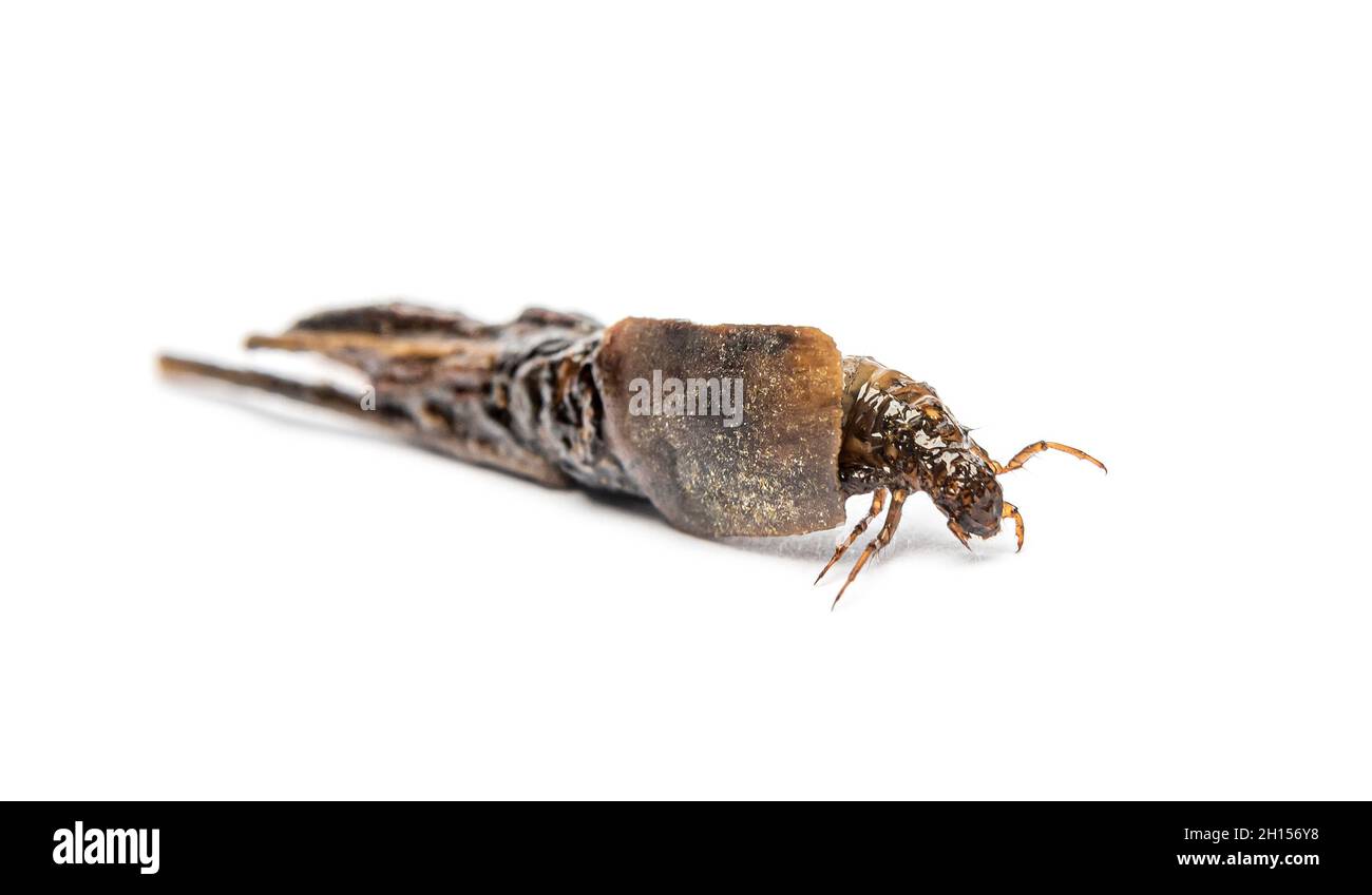 Larve de caddisfly Phryganea specie dans des étuis ou des coquilles de protection, faits de morceaux de plantes, de feuilles et de bois Banque D'Images