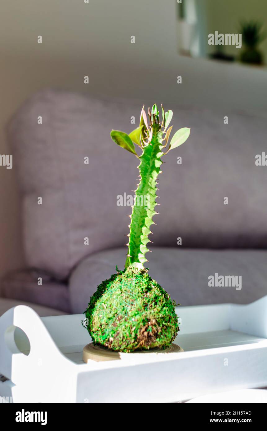 Kokedama d'une plante succulente appelée Euphorbia trigona également connu sous le nom d'arbre à lait africain ou cactus cathédrale. Banque D'Images