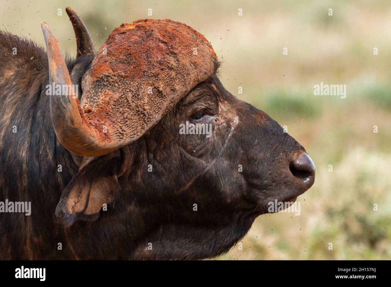 Gros plan d'un buffle africain, Syncerus caffer.VOI, parc national de Tsavo, Kenya. Banque D'Images