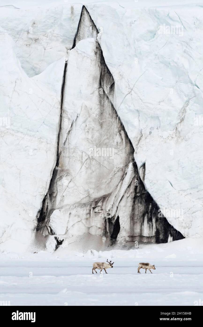 Renne Svalbard, Rangifer tarandus, marchez le long d'un front de glacier.Svalbard, Norvège Banque D'Images