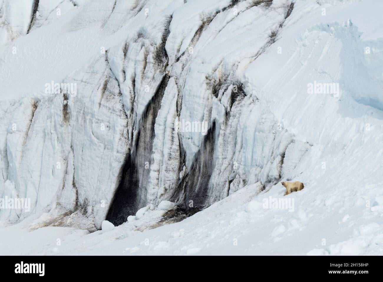 Un ours polaire, Ursus maritimus, se promène le long d'un mur de glacier noir et blanc marbré.Svalbard, Norvège Banque D'Images