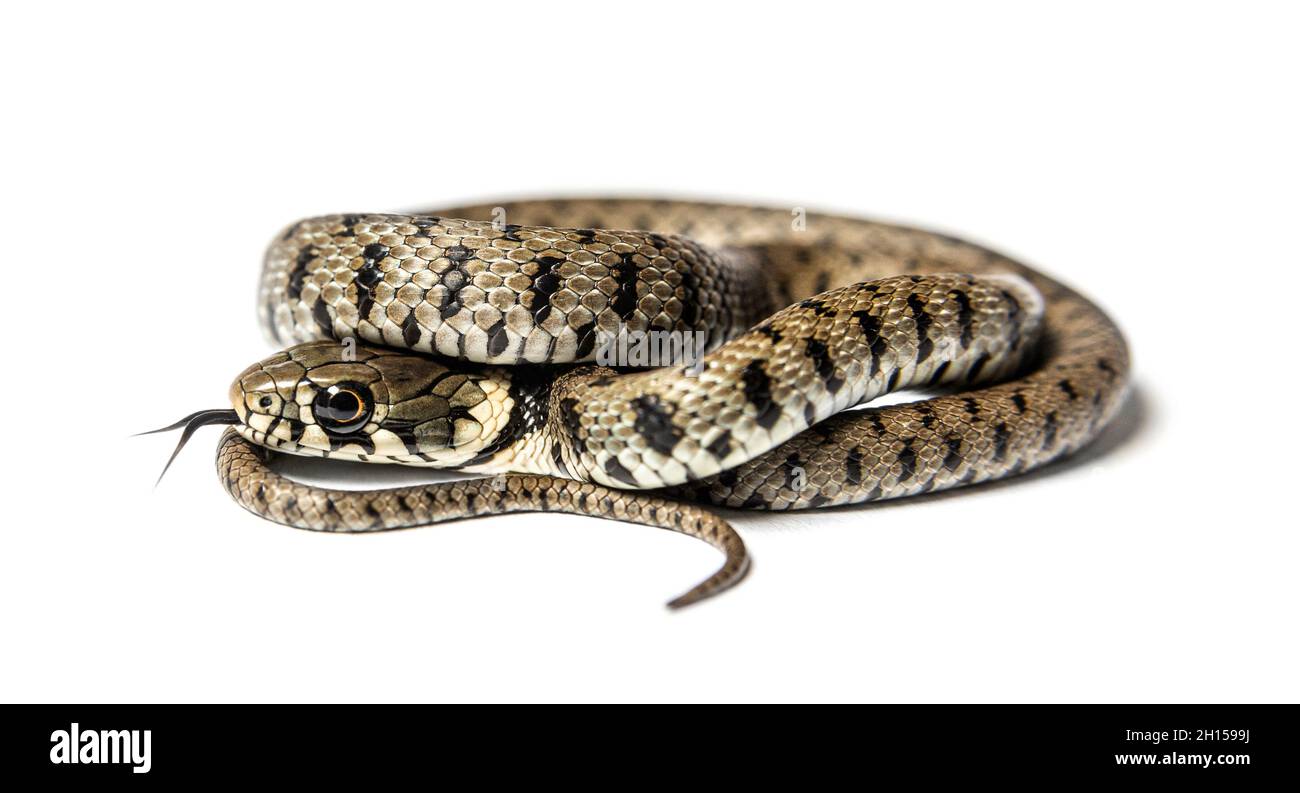 Vue latérale d'un serpent à gazon renifler avec sa langue, Natrix natrix, isolé sur blanc Banque D'Images