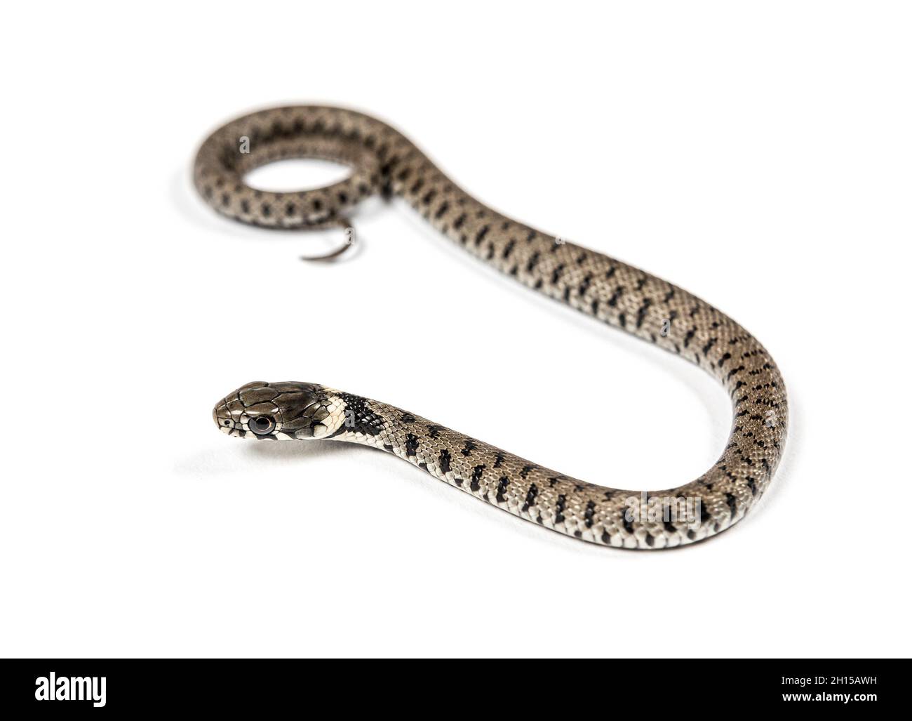 Serpent à herbe rampant , Natrix natrix, isolé sur blanc Banque D'Images