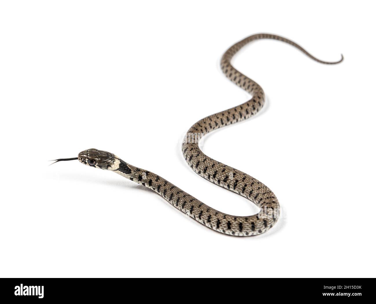 Serpent à herbe rampant et reniflant l'air, Natrix natrix, isolé sur blanc Banque D'Images