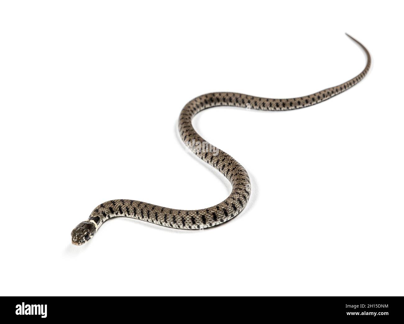Serpent à herbe rampant , Natrix natrix, isolé sur blanc Banque D'Images