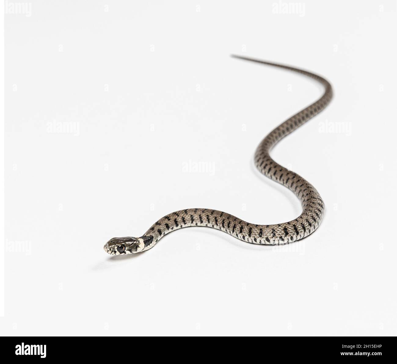 Serpent à herbe, Natrix natrix, sur fond blanc Banque D'Images