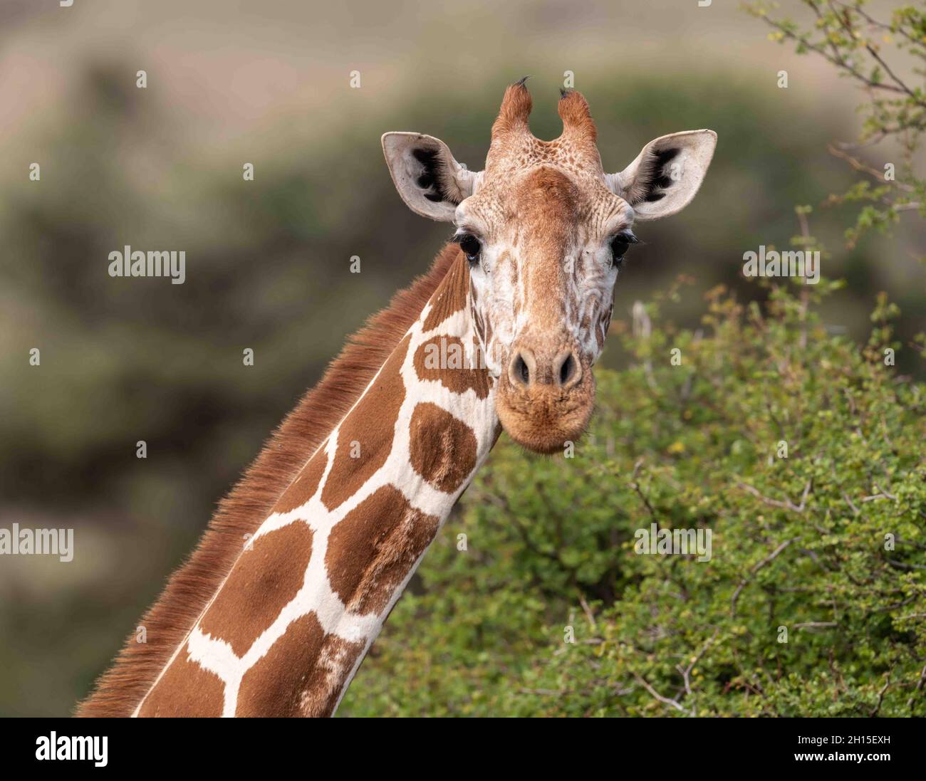 Portrait en gros plan de la girafe réticulée en fond de buisson acacia. Banque D'Images