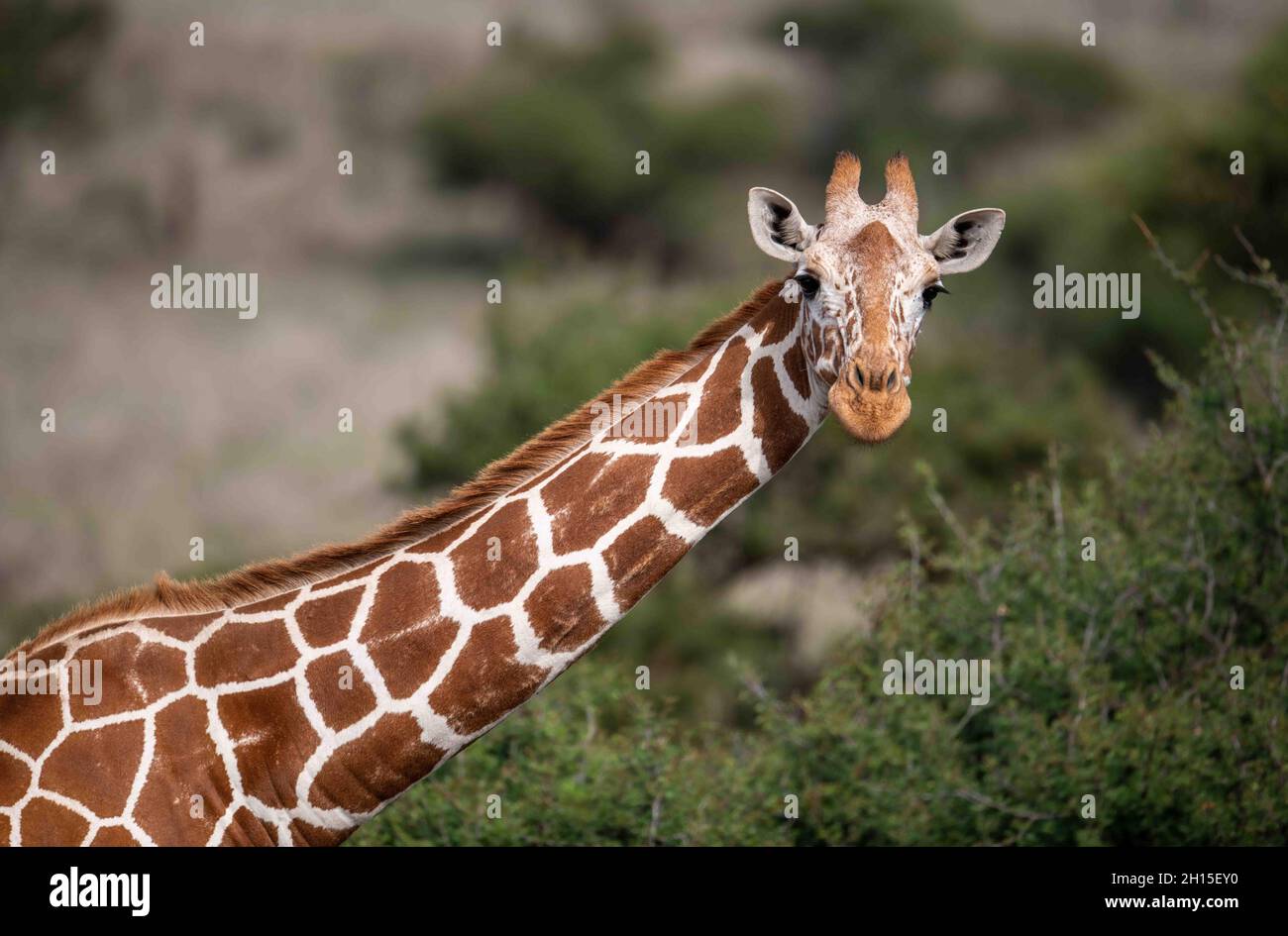 Girafe réticulée parmi les buissons montrant ses grandes taches polygonales sur son long cou. Banque D'Images