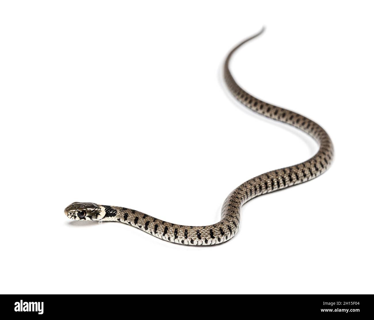 Serpent à herbe, Natrix natrix, isolé sur blanc Banque D'Images