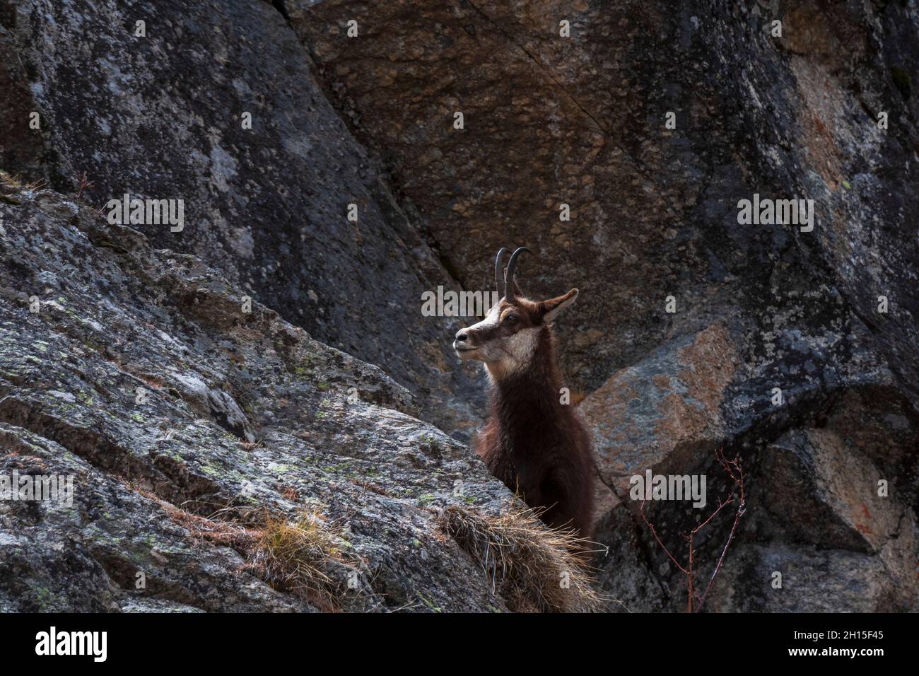 Un chamois alpin, Rupicapra rupicapra, sur une roche.Aoste, Val Savarenche, Parc National du Gran Paradiso, Italie. Banque D'Images