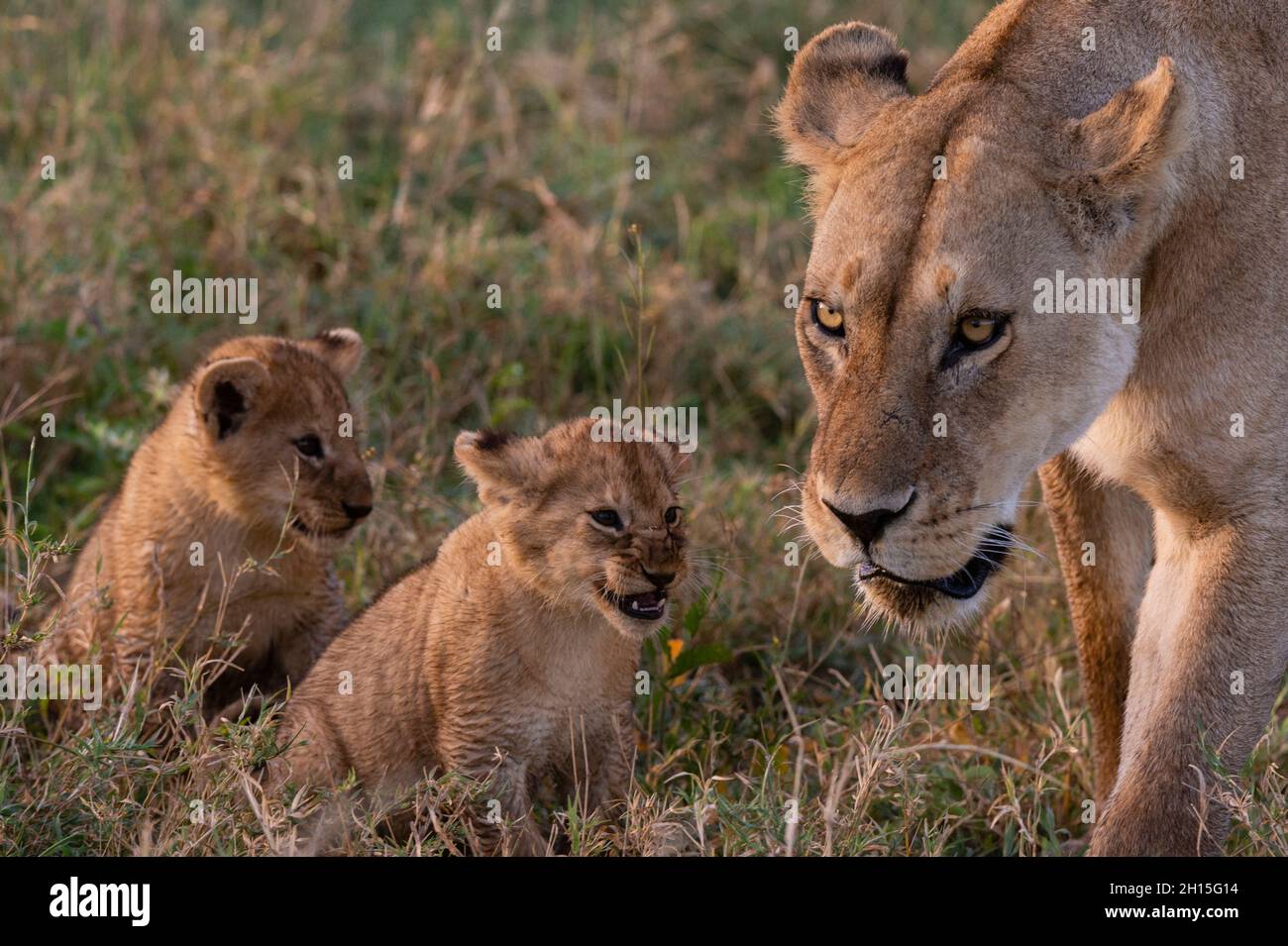 Deux petits de lion de 45-50 jours, Panthera leo, regardant leur mère marcher.Ndutu, zone de conservation de Ngorongoro, Tanzanie. Banque D'Images