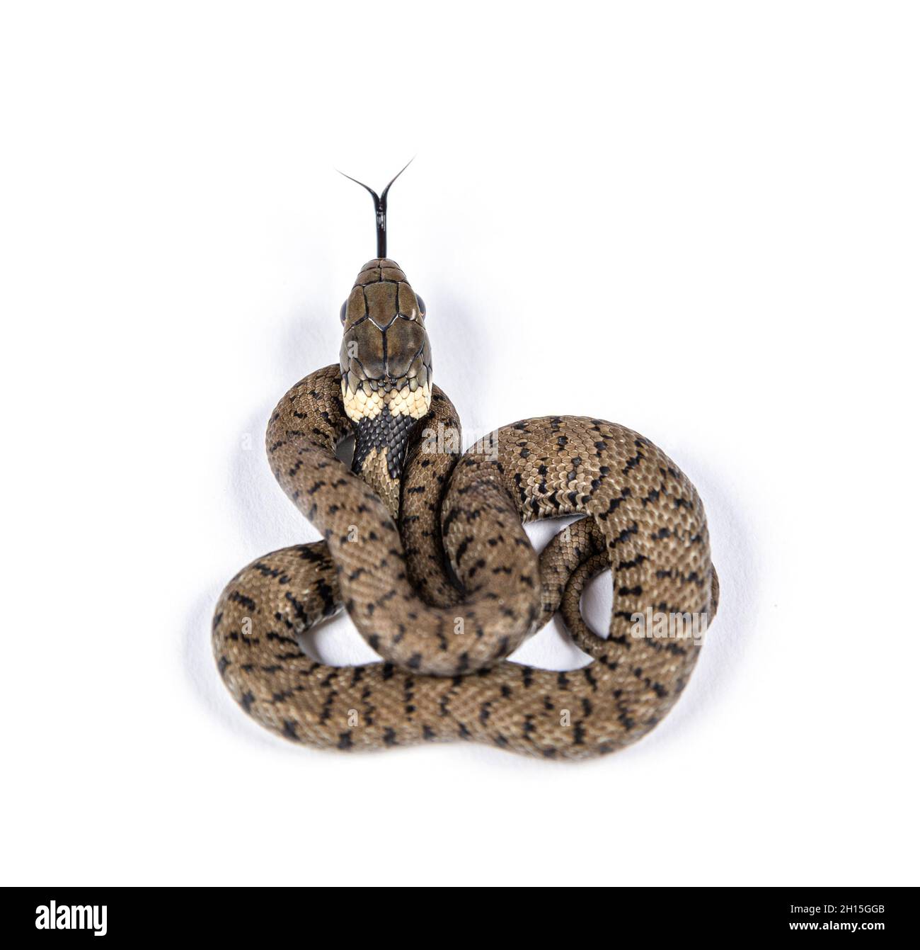 Jeune serpent à herbe, Natrix natrix, isolé sur blanc Banque D'Images