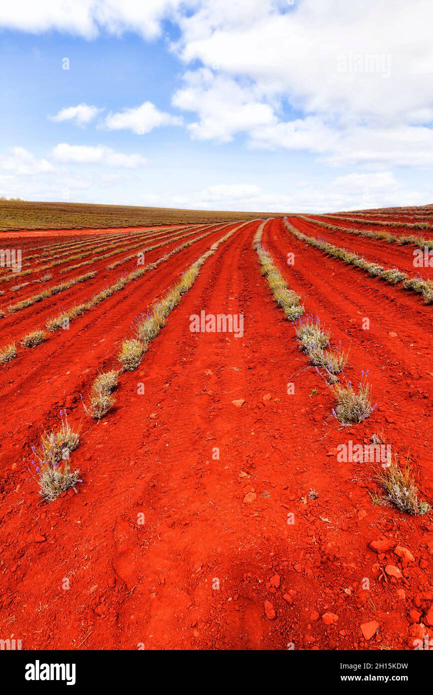 Terre rouge de l'Outback australien dans la ferme Lavender de Tasmanie avec de nouvelles plantes nourries de fleurs de lavande. Banque D'Images