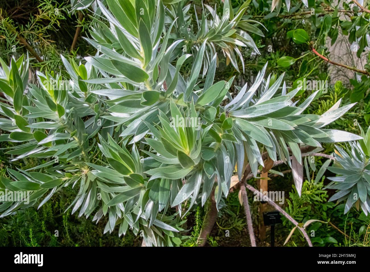 Le Leucadendron argenteum est une espèce végétale en voie de disparition de la famille des Proteaceae, souvent appelée arbre argenté Banque D'Images