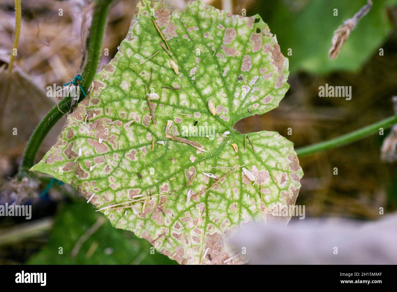 Affecté par les maladies et les ravageurs des feuilles de plantes et des fruits du concombre la sclérotiose de la pourriture blanche les maladies des concombres sont la pourriture blanche.Peresporose du mildiou, sclérotinose de la pourriture blanche. Banque D'Images