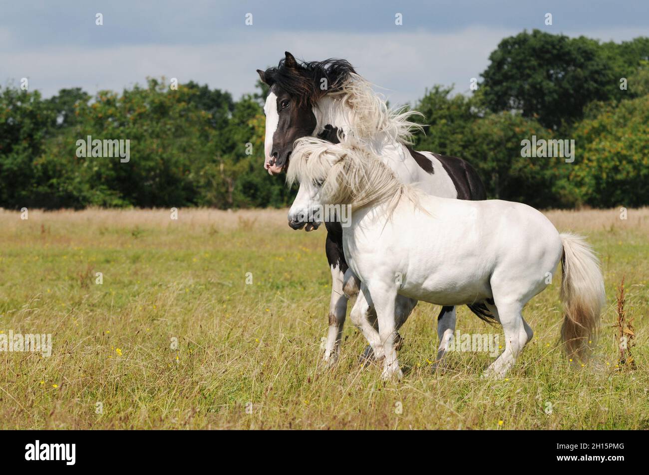 Cheval de Gypsy et poney blanc jouant sur le pâturage Banque D'Images