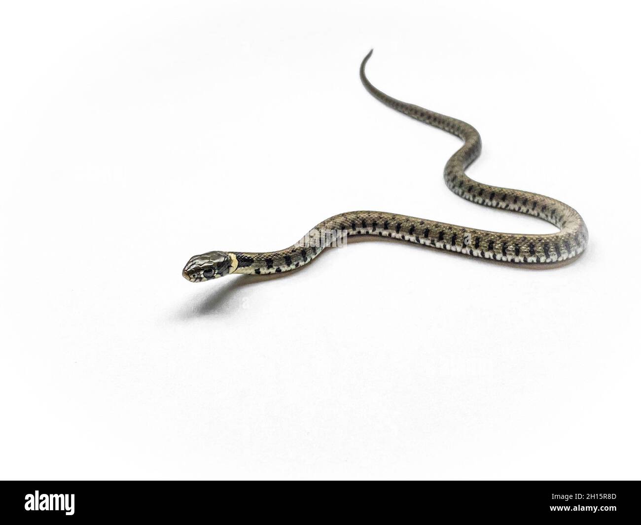 Serpent à herbe, Natrix natrix, isolé sur blanc Banque D'Images