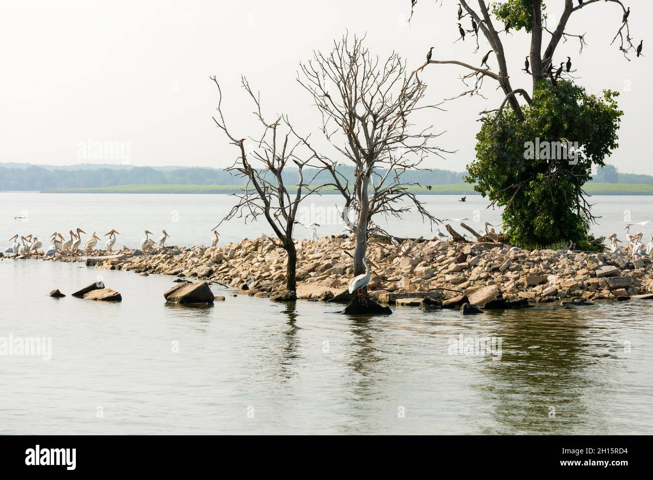Pélicans blancs américains et cormorans à crête double dans une rookerie de Green Bay, Wisconsin Banque D'Images